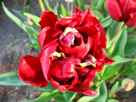 gallery_4113_49_39933.jpg