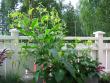 tn_gallery_1308_350_13731.jpg