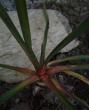 tn_gallery_3388_410_31836.jpg