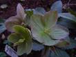 tn_gallery_3388_410_47923.jpg
