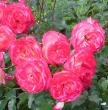 tn_gallery_61_414_21645.jpg