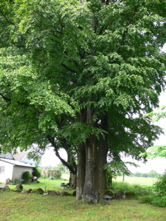 gallery_7106_420_36972.jpg