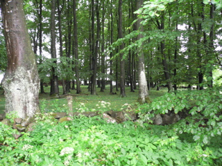 gallery_7106_420_58743.jpg