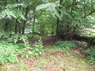 gallery_7106_420_74786.jpg