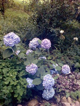 gallery_7106_422_142362.jpg
