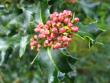 tn_gallery_4113_49_22578.jpg