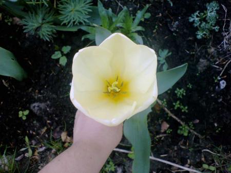 gallery_7106_423_13460.jpg