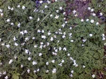 gallery_7106_423_141065.jpg