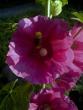 tn_gallery_7106_422_19965.jpg