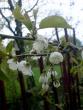 tn_gallery_7106_423_21304.jpg