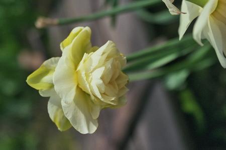 gallery_10307_439_4125.jpg