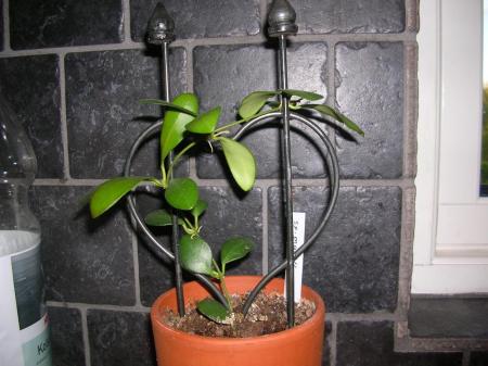gallery_6805_185_102454.jpg