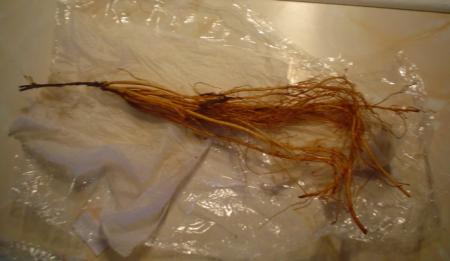 gallery_9983_440_33803.jpg
