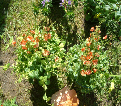 gallery_7440_28_27377.jpg