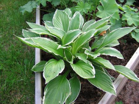 gallery_1308_7_22263.jpg