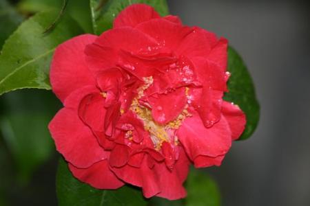 gallery_5447_447_17225.jpg