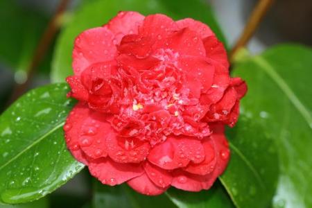 gallery_5447_447_38340.jpg