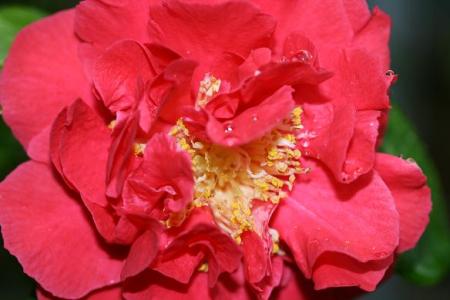 gallery_5447_447_40240.jpg