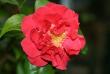 tn_gallery_5447_447_23036.jpg