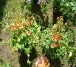 tn_gallery_7440_28_27377.jpg