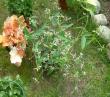 tn_gallery_7440_28_878.jpg