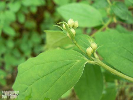 gallery_8040_462_73919.jpg
