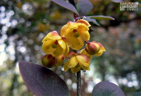 gallery_8040_462_78182.jpg
