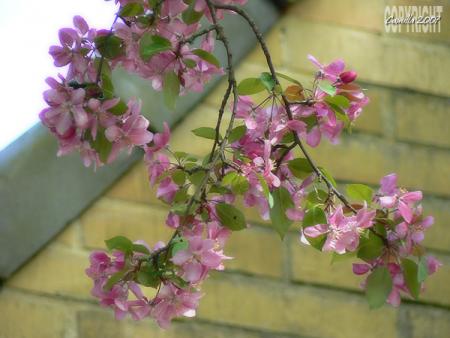 gallery_8040_462_95015.jpg