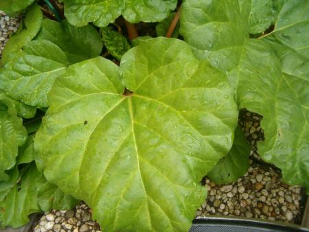 gallery_941_137_209575.jpg