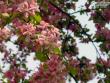 tn_gallery_8040_462_3935.jpg