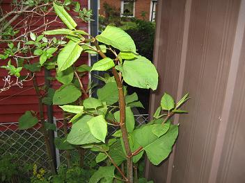 gallery_10402_468_30076.jpg