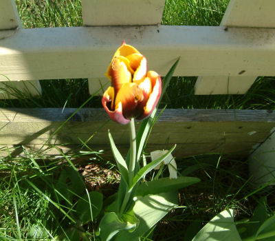 gallery_7440_475_49094.jpg