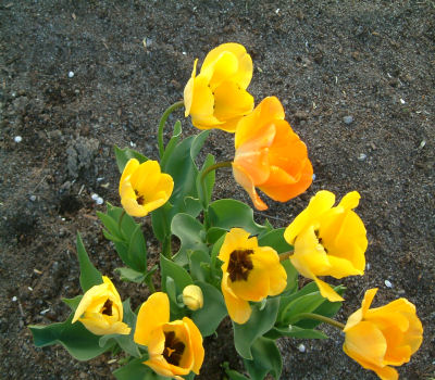 gallery_7440_475_64871.jpg