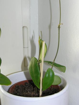 gallery_3710_467_1217.jpg