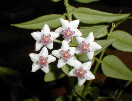 gallery_3710_467_27101.jpg