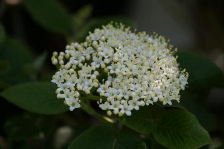 gallery_5447_41_42332.jpg