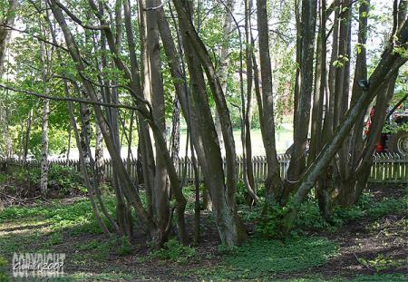 gallery_8040_473_218405.jpg