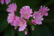 tn_gallery_5447_41_10993.jpg