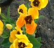 tn_gallery_7440_475_32134.jpg