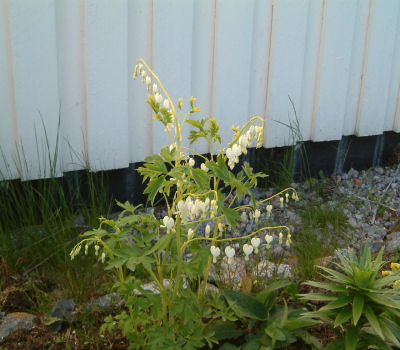 gallery_7440_218_40886.jpg