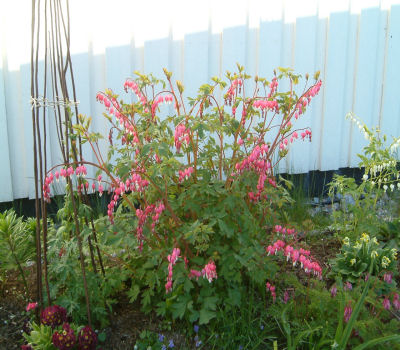 gallery_7440_218_61067.jpg