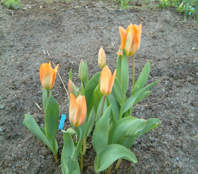 gallery_7440_475_2768.jpg