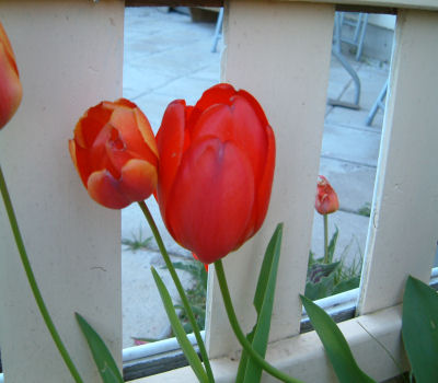 gallery_7440_475_8218.jpg