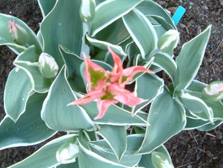 gallery_7440_475_183834.jpg