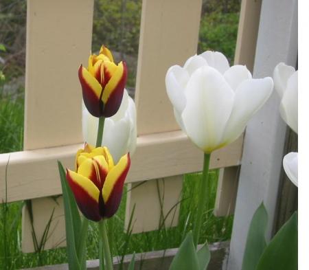 gallery_7440_475_24962.jpg