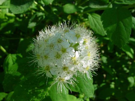 gallery_8920_484_58911.jpg