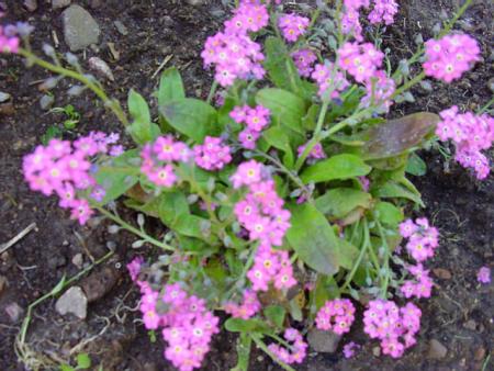 gallery_8920_484_60315.jpg