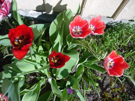 gallery_8920_484_94599.jpg