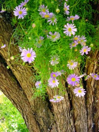 gallery_8920_484_94900.jpg