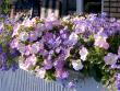 tn_gallery_10082_477_349676.jpg